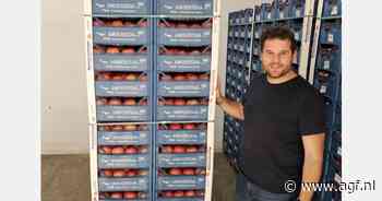 "Roze tomaten in een blauw plastic krat dat eruitziet als hout en doet denken aan de zee"