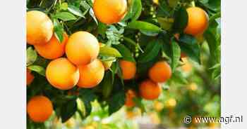 Sterke vraag, maar lager aanbod Egyptisch citrus