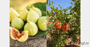 "We zijn te groot voor de lokale markt, maar te klein om te exporteren"