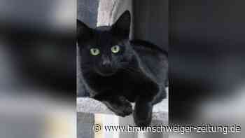 Braunschweiger Katzenmutter mit ihren Babys ausgesetzt