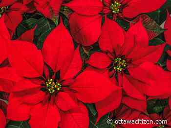 City gardener: The top Christmas houseplants to grow (or not to grow) 