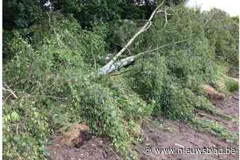 Zonder toestemming rooit Hasselaar bomen van buren: maand cel en fikse rekening
