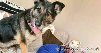 Starved dog dumped on Christmas Day 'hours from death' finds forever home