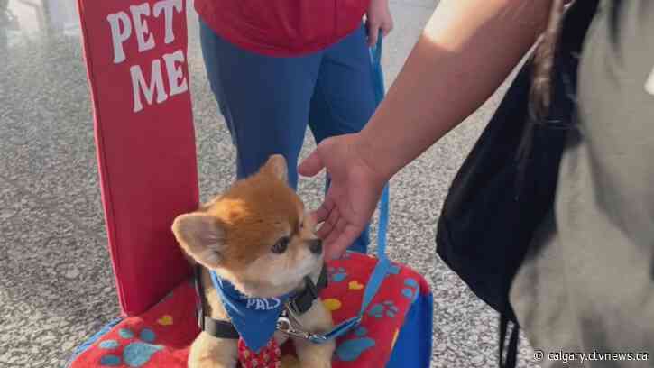 Four-legged volunteers help calm anxious passengers at Calgary International Airport