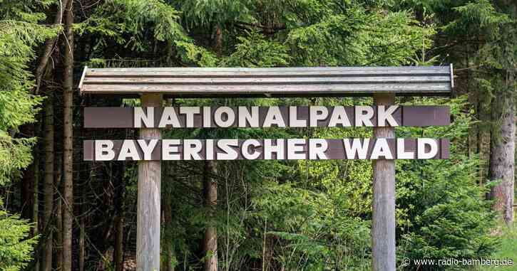 Keine Silvesterböller im Nationalpark Bayerischer Wald
