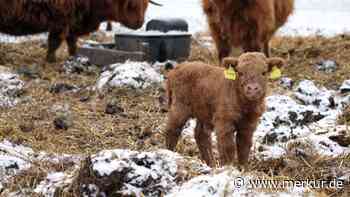 Weihnachtswunder auf dem Gnadenhof: Blindes Kalb trifft Mutter wieder