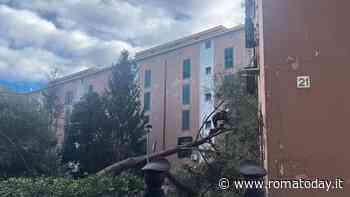 Albero crolla su palazzina popolare e trancia tubatura del gas