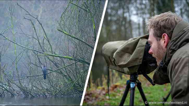 Lelystad - De regen trotseren om zeldzame dwergaalscholver te zien: 'Slecht weer bestaat niet, alleen slechte kleding'