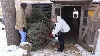 Here's where you can retire your spruce after the holiday season