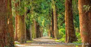 8,000 trees planted in Dorset - but call made for more