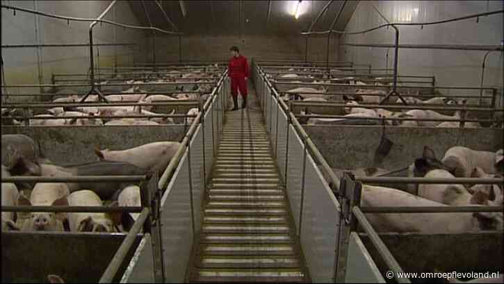 Flevoland - 24 Flevolandse veehouders willen zich laten uitkopen door het Rijk