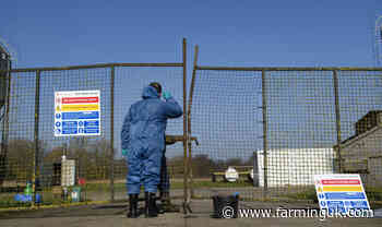Poultry farmers in Norfolk see fresh spate of bird flu cases