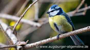 Quiz: Erkennen Sie diese Vögel in Ihrem Garten?