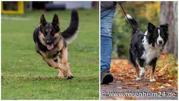 Wunsch nach Hundepark in Rosenheim: Was es den Vierbeinern bringt – was dagegen spricht