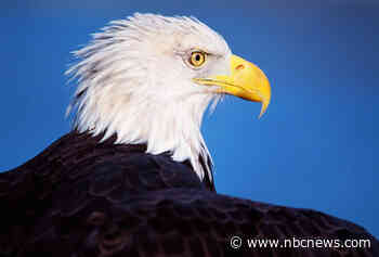 The bald eagle is officially America's national bird after Biden's signature