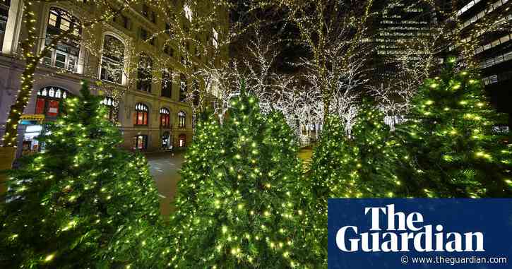Researchers race to climate-proof Christmas tree production: ‘We’re up to the task’
