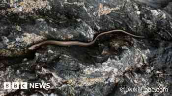 Arlo's speedy snap of slow worm earns him award