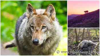 Eindeutige Spuren: Wolf monatelang in der Region Rosenheim unterwegs – Was über ihn bekannt ist