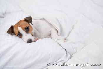 Signs Your Dog Has Kennel Cough and How to Keep Them Healthy