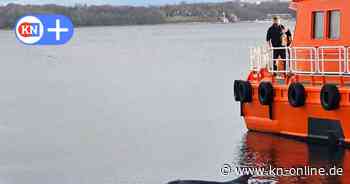 Am Tonnenhof in Kiel: Delfin mehrfach in Holtenau gesichtet