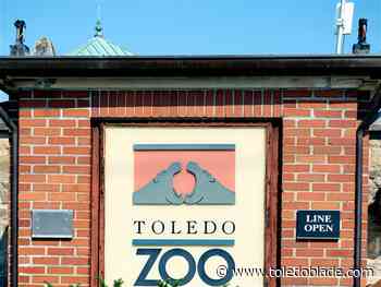 Toledo Zoo celebrates New Year with noon ball rise
