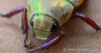 Australien und der Weihnachtskäfer: Warum die besonderen Insekten bedroht sind