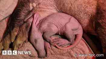 Zoo 'delighted' after aardvark birth