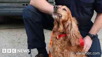 Search and rescue dog retires after pawsome career