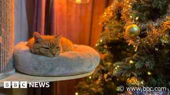 Missing cat reunited with family after seven years