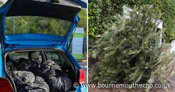 BCP Christmas tip opening times and tree collection options for 2024/25