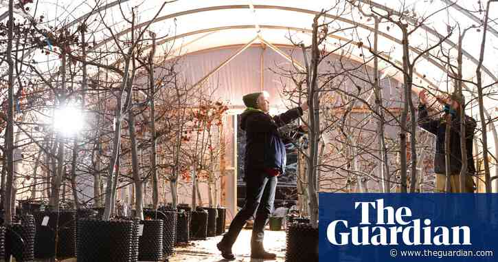Stressed out trees helping charities restore valuable aspen forests