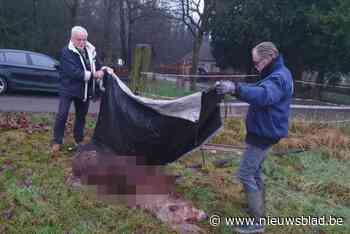 Wolf omzeilt stroomdraad en bijt pony Thomas dood: “We vrezen dat hij nog terugkomt”