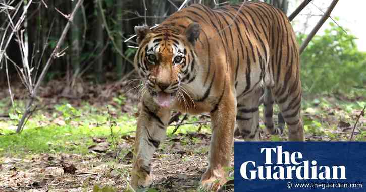 Twenty big cats die of bird flu at sanctuary in Washington state