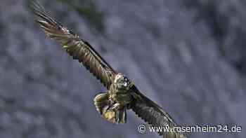 Erhält der Nationalpark Berchtesgaden 2025 neue Bartgeier? „Es gibt keine Garantie“