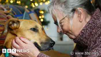 Dog rehomed after three years due to BBC coverage