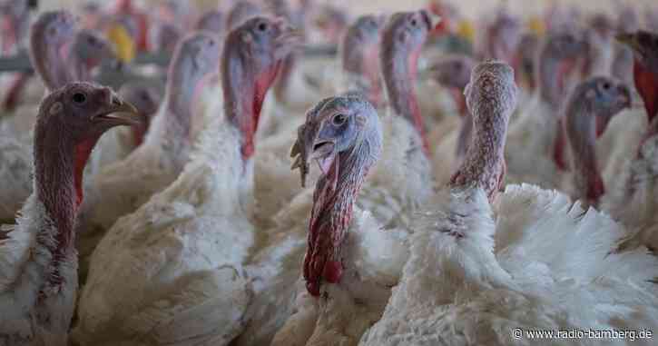 Verdacht auf Geflügelpest – rund 17.000 Mastputen betroffen