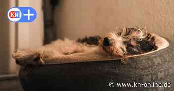 Was passiert mit toten Haustieren?