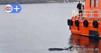 Kiel: Schöne Weihnachtsüberraschung - Delfin macht in Holtenau Halt