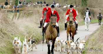 Weihnachtsbrauch: Fuchsjagd sorgt in England für Kontroverse
