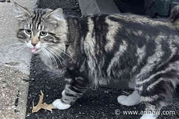 Adoptable Pet of the Week: James Bond