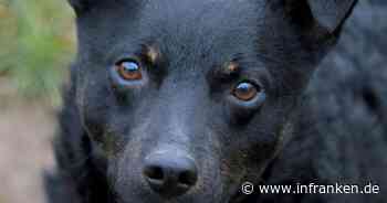 Tierheim Bamberg mit Hunde-Aufruf: Das wünscht sich "Power-Paket" Lissy