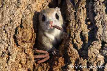 These Hilarious Animal Photos Are So Funny, They’re Award-Winning