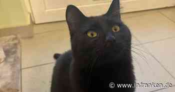 Tierheim Bamberg: "Einzelprinz" Kater Dobby wartet auf ganz bestimmte Menschen