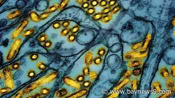 Oregon house cat died after eating pet food that tested positive for bird flu, prompting recall