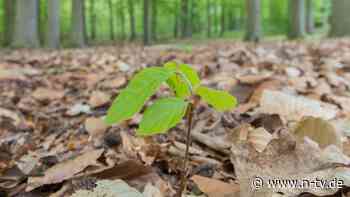 Effektive Wohltätigkeit: "Spenden mit Einfluss auf EU-Gesetze sind wirksamer als Bäume"