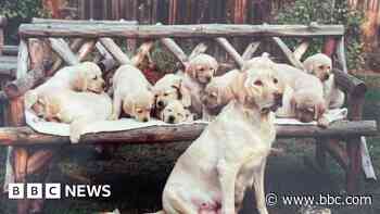 The town where guide dog puppies learn their job