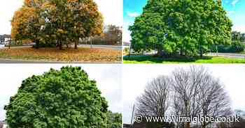 Chart the changes of nature in Bromborough over the past 12 months