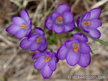 Remembering 17 remarkable Ottawans who died in 2024