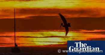 Week in wildlife in pictures: a seasonal robin and newborn lion cubs in Bedfordshire