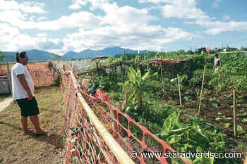Parks department to update rules for community gardens